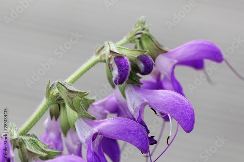 Flowers of a Chinese sage, Salvia miltiorrhiza photo