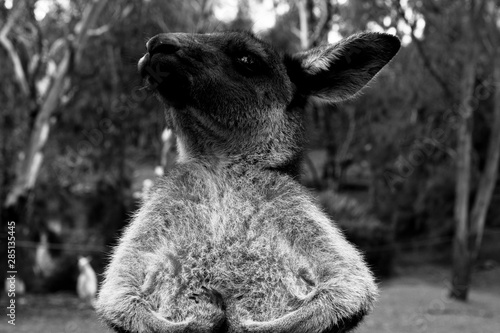 Photography black and white wallaby