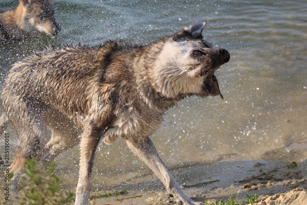 Obraz premium Wolfdog adventure