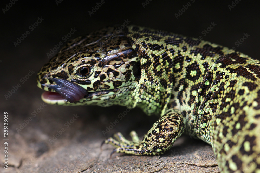 Naklejka premium Zauneidechse zeigt ihre Zunge