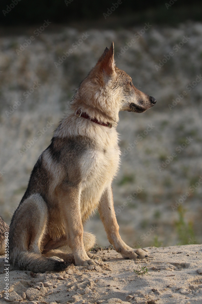 Wolfdog adventure Wolfdog adventure