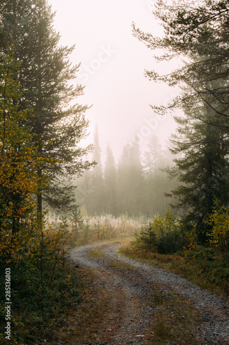 Narrow winding path going through autumn forest on misty day in Finland countryside photo