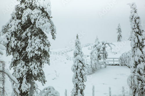 Conifer trees covered with white snow growing in cold Lapland countryside