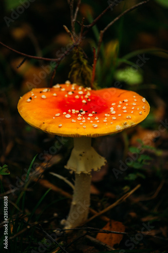 Closeup fly agaric mushroom growing on wet ground of forest in Finland photo