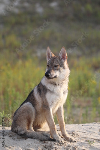 Wolfdog adventure © Dirk