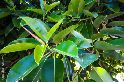 Beautiful tropical plant with large leaves. The sun shines brightly on leaves and petals.
