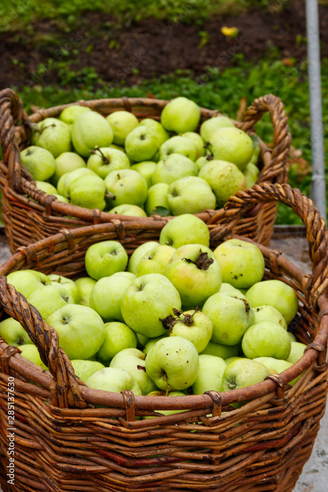 Apple harvest. Two wicker baskets with green apples in orchard Apple harvest. Two wicker baskets with green apples in orchard