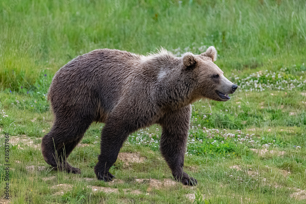 Brown bear walking on the grass in a field, profile