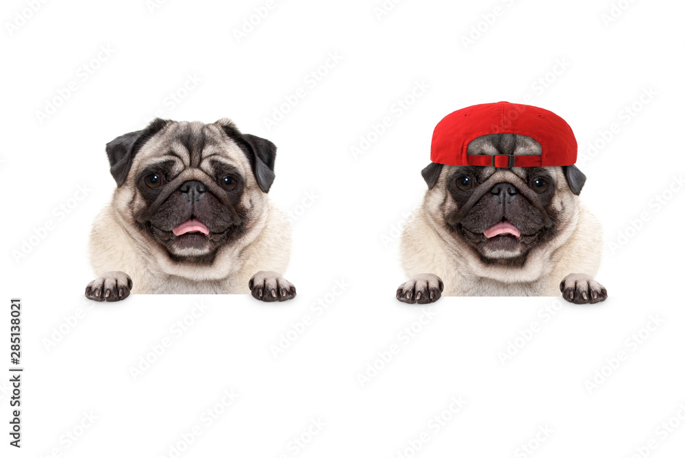 frolic smiling pug puppy dog wearing red cap hat, with paws on white banner, isolated - obrazy, fototapety, plakaty 