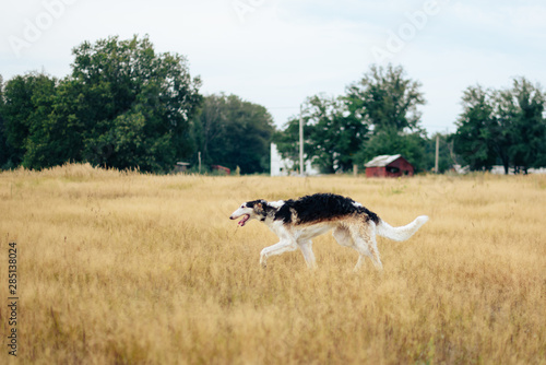 Fototapeta Naklejka Na Ścianę i Meble -  Russian greyhounds in nature, autumn dog walk
