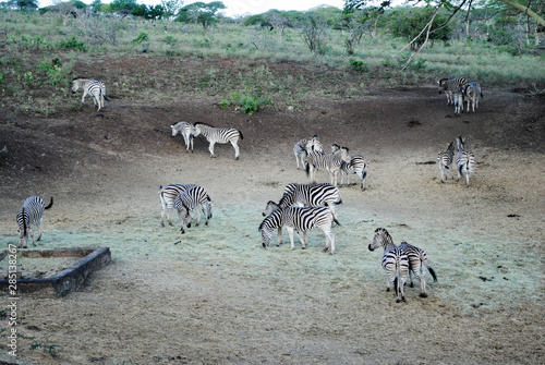 Wild Zebras in South Africa