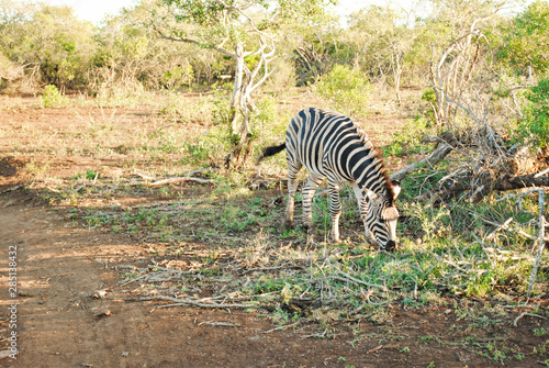 Wild Zebras in South Africa