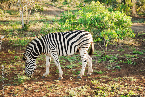 Wild Zebras in South Africa