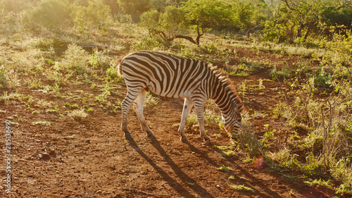 Wild Zebras in South Africa