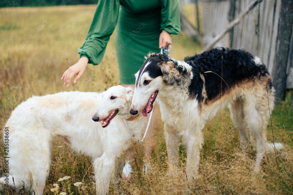 Fototapeta premium Russian greyhounds in nature, autumn dog walk