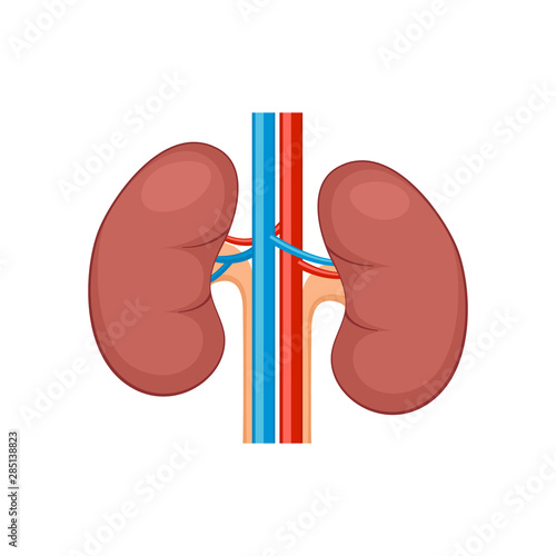 Kidney renal flat realistic icon. Human kidney vector organ icon. Anatomy urology or nephrology logo