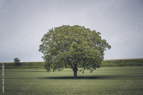 Stunning tree with large crown and lush leaves in field in cloudy day photo