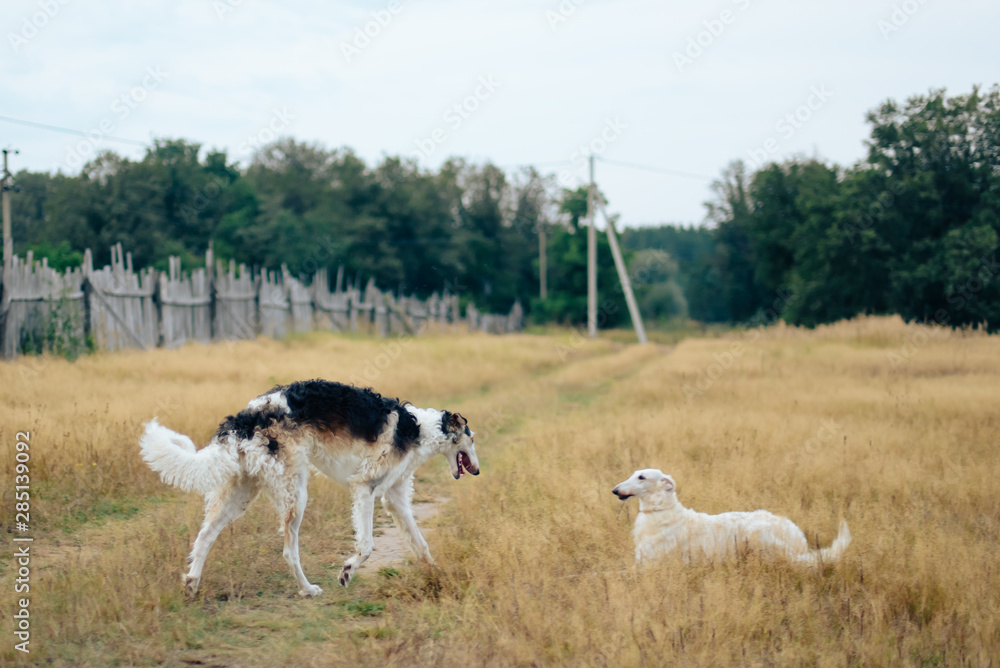 Russian greyhounds in nature, autumn dog walk Russian greyhounds in nature, autumn dog walk