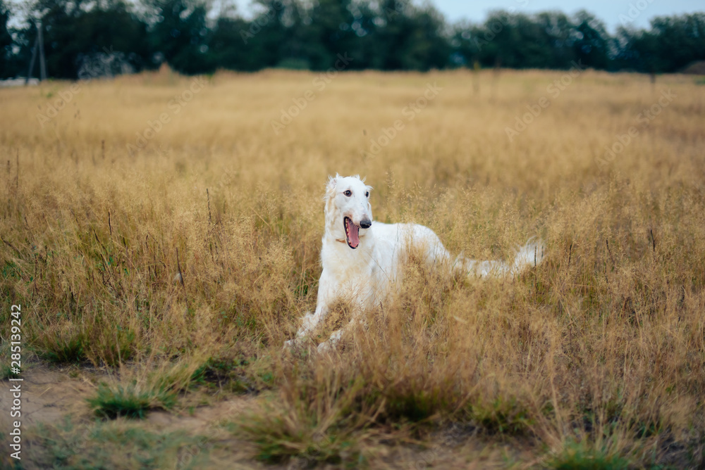 Fototapeta premium Russian greyhounds in nature, autumn dog walk
