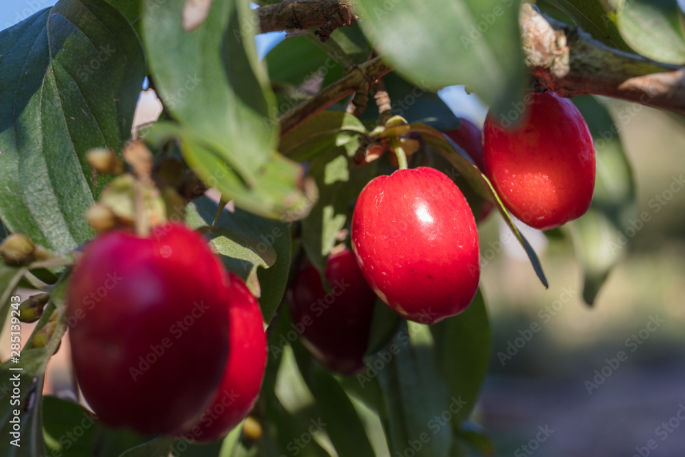 cornelian cherry cornelian cherry