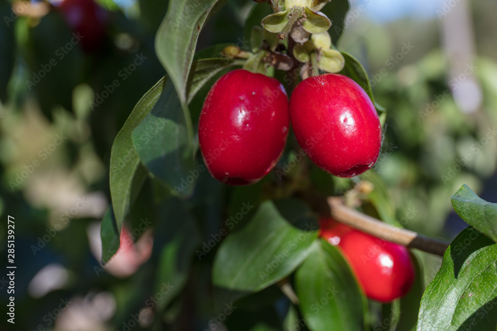 cornelian cherry cornelian cherry