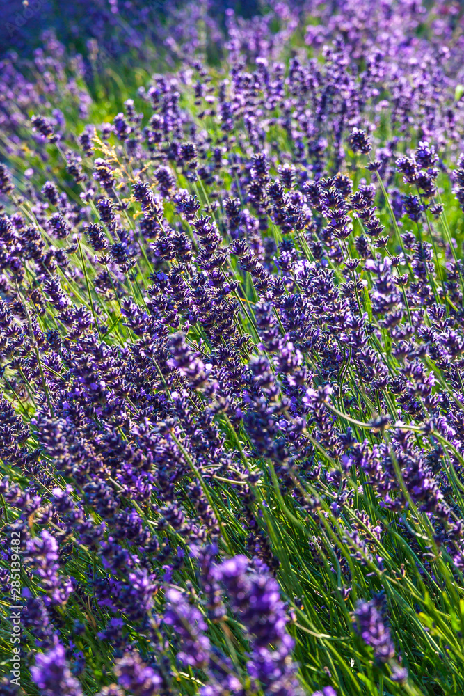 Obraz premium Close-up Lavender bushes in sunny day. Sun shine over purple lavand flowers. Bushes of lavender pattern in summer colorful garden field. Violet natural wildflower texture background or card design