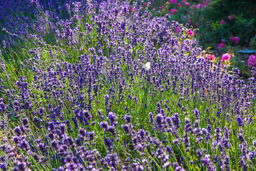 Close-up Lavender bushes in sunny day. Sun shine over purple lavand flowers. Bushes of lavender pattern in summer colorful garden field. Violet natural wildflower texture background or card design
