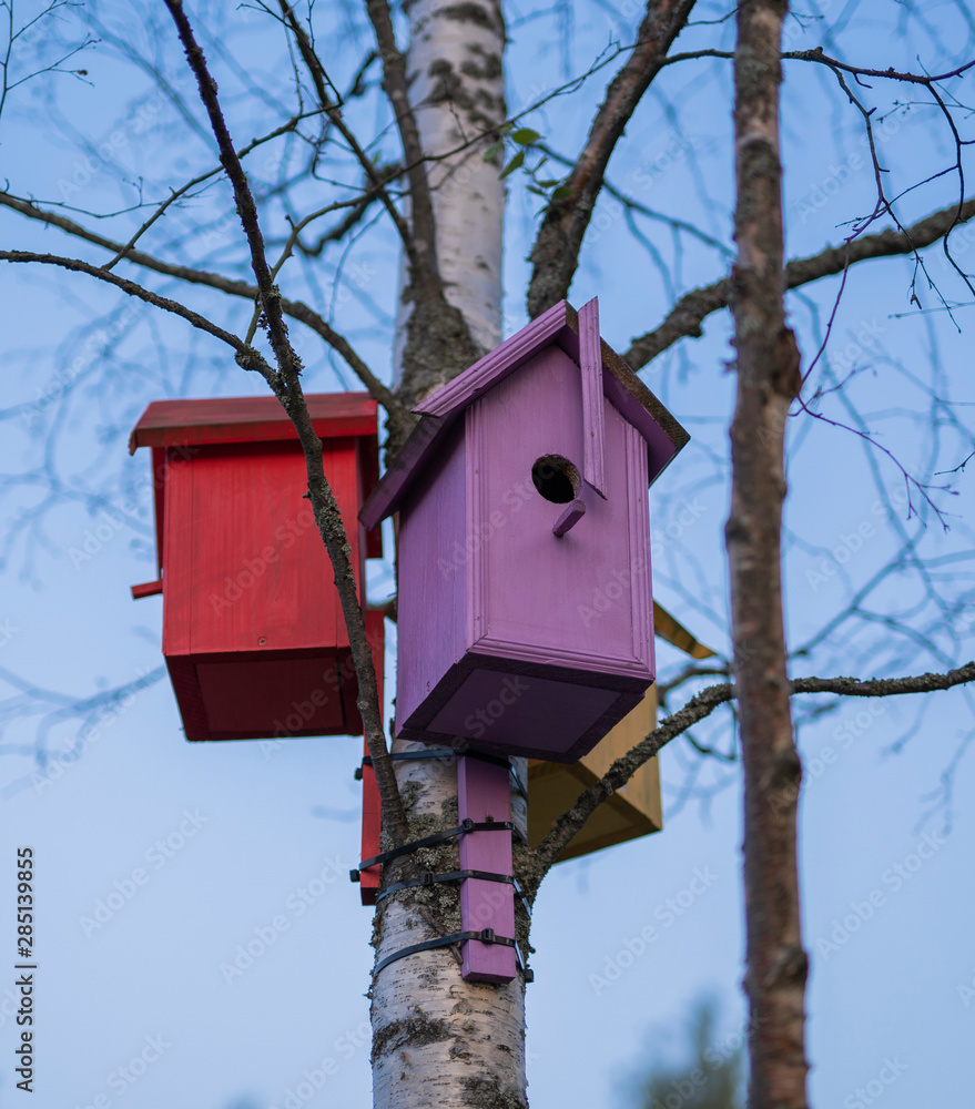 red, pink and yellow birdhouses mounted on a birch tree red, pink and yellow birdhouses mounted on a birch tree