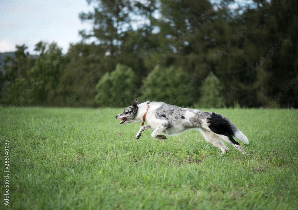 Running dog. Border Collie. Running dog. Border Collie.