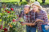 Mature laughing couple engaged in gardening