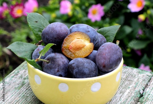 Purple fresh ripe organic plums in a ceramic bowl on a table in the garden on blurred background. Fall harvest and jam making concept. 