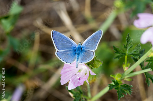 Papillon azuré sur mauve © Alexandre