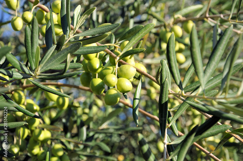 Olives vertes sur un olivier