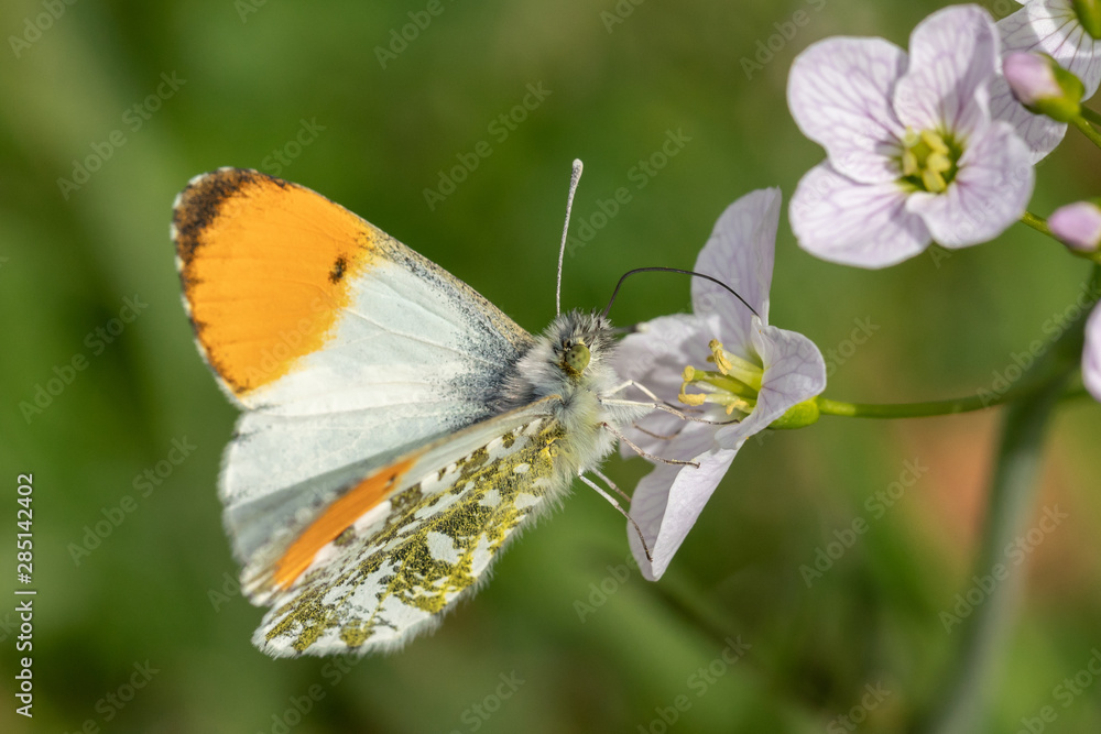 Obraz premium Male Orange Tip Butterfly (Anthocharis cardamines) sitting on the first spring blossoms
