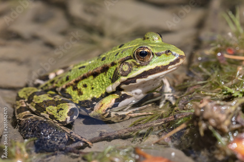 edible frog (Pelophylax esculentus) sitting at the shore of a small pond