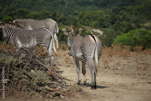 zebras