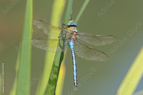 Emperor dragonfly (Anax imperator) resting on a leaf © kraichgaufoto