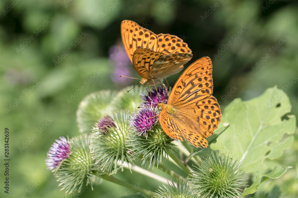 Obraz premium Silver-washed fritillary butterflies (Argynnis paphia) on thistle blossoms