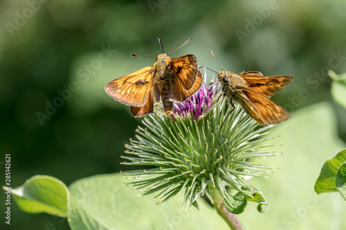 Large skipper butterflies (Ochlodes sylvanus) on a thistle blossom photo