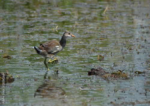 Baby Common Gallinule Moorhen