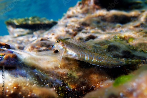 Aegean Combtooth blenny fish - Vicrolipophrys dalmatinus