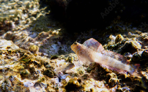 Aegean Combtooth blenny fish - Vicrolipophrys dalmatinus
