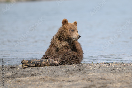 Rządząc krajobrazem, niedźwiedzie brunatne Kamczatki (Ursus arctos beringianus)