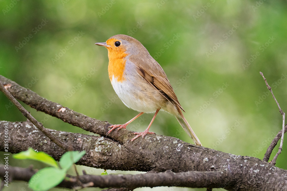 Robin on a branch Robin on a branch