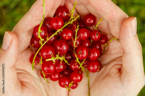 Freshly picked red currant in white woman's hands picked up during summer on the local farm of Ontario, Canada © Nataliia
