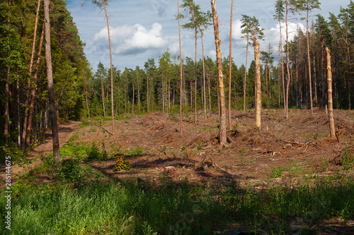 the forest plot after deforestation