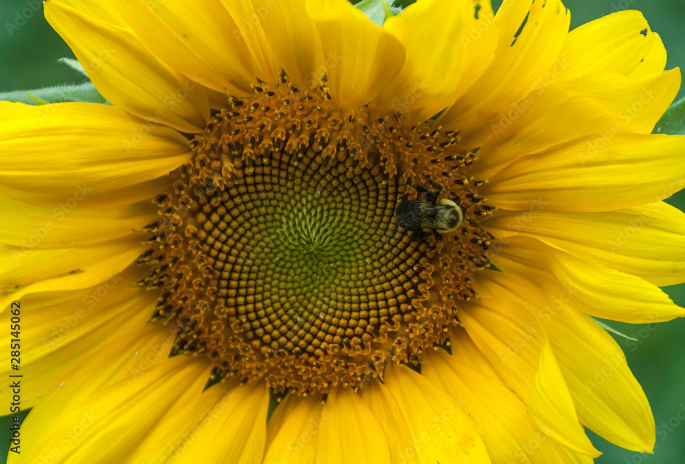 Naklejka premium Sunflower and Bee