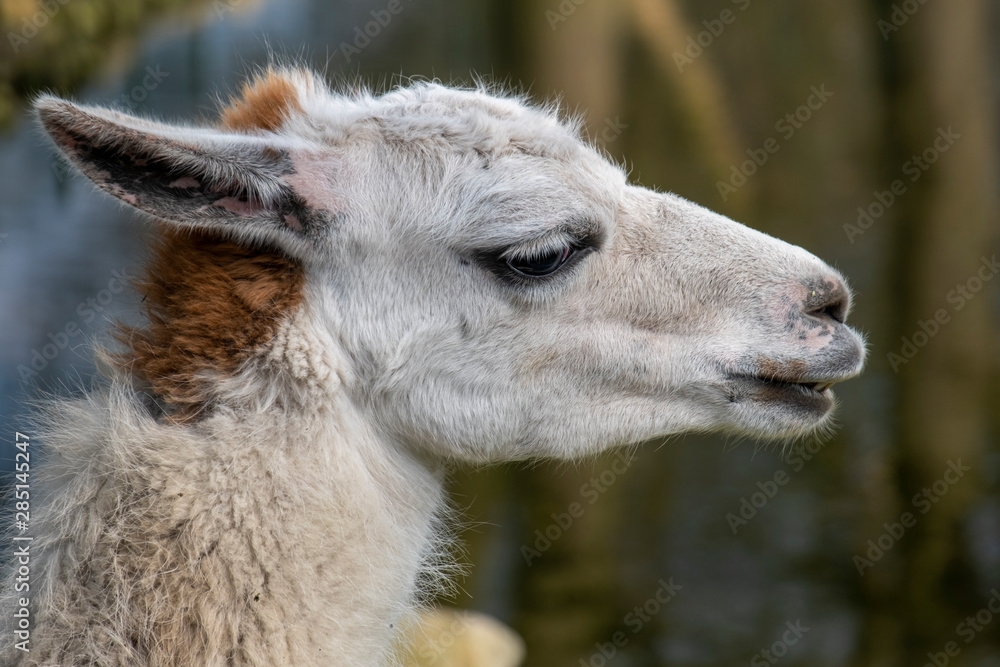 Tierportrait Lama