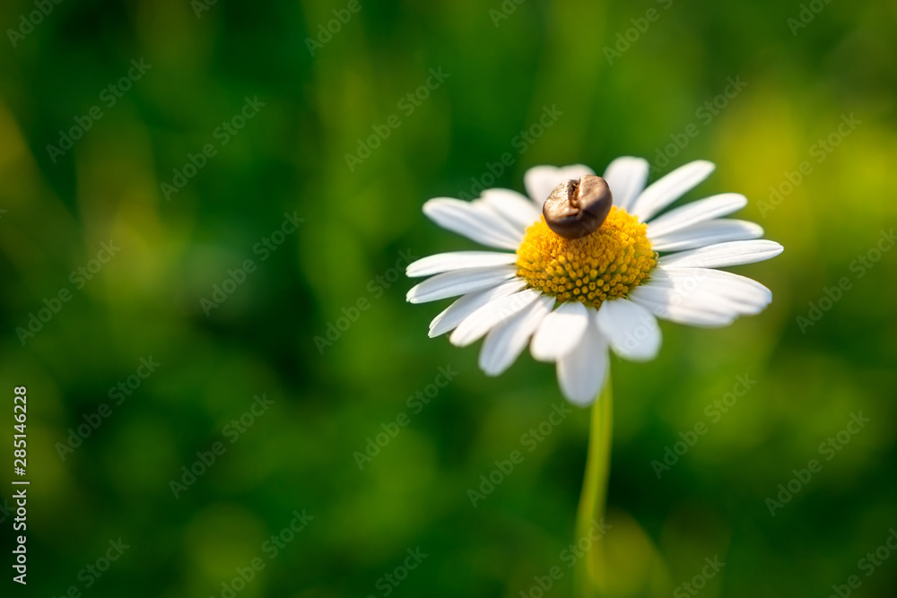 Coffee bean on the daisy flower on green background Coffee bean on the daisy flower on green background