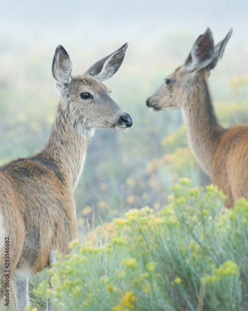 Two Mule Deer looking back standing in foggy prairie with yellow flowers and smooth light background.
